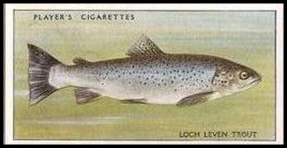 48 Loch Leven Trout